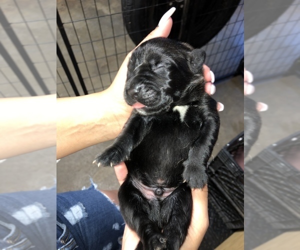 Medium Photo #6 Cane Corso Puppy For Sale in ORLANDO, FL, USA