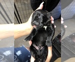 Small Photo #6 Cane Corso Puppy For Sale in ORLANDO, FL, USA