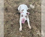 Small #2 Bullboxer Pit