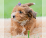 Small Photo #63 Yorkipoo Puppy For Sale in WARSAW, IN, USA