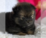Small #3 Pomeranian