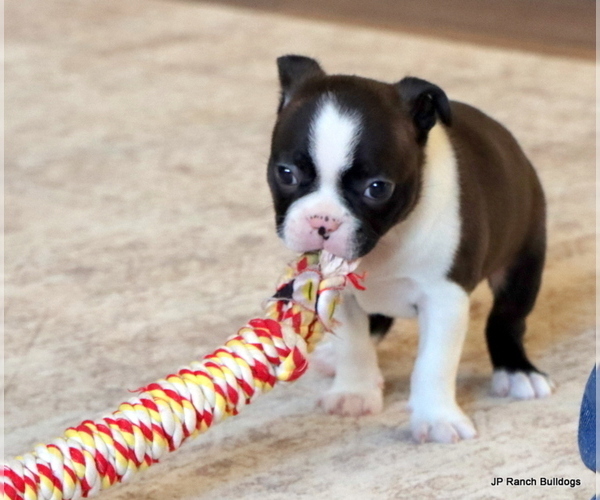 Medium Photo #8 Boston Terrier Puppy For Sale in WINNSBORO, TX, USA