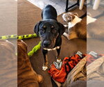Small #2 Boxer Mix