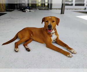 American Staffordshire Terrier-Golden Retriever Mix Dogs for adoption in Oakhurst, NJ, USA