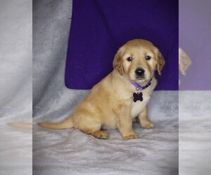 Golden Retriever Puppy for Sale in BAYARD, Nebraska USA