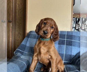 Irish Setter Puppy for sale in ONEONTA, NY, USA