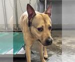 Small American Pit Bull Terrier