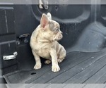 Small #3 French Bulldog
