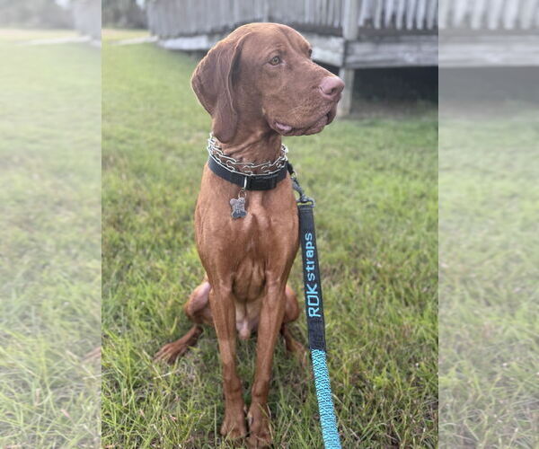 Medium Photo #2 Vizsla Puppy For Sale in Sanford, FL, USA