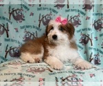 Small #6 Aussiedoodle