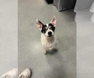 Mutt Dogs for adoption in San Martin, CA, USA