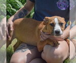 Small #10 Boxer-Bull Terrier Mix