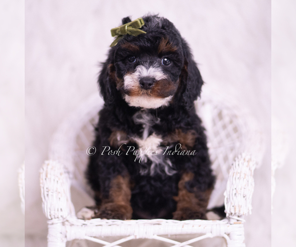 Medium Photo #5 Poodle (Miniature) Puppy For Sale in WARSAW, IN, USA