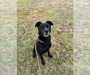 Mutt Dogs for adoption in Abbeville, LA, USA