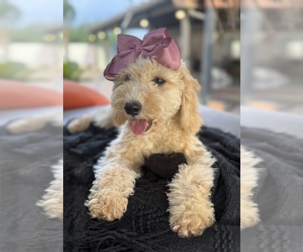 Medium Photo #5 Goldendoodle mix (+ Poodle Miniature) Puppy For Sale in MENIFEE, CA, USA