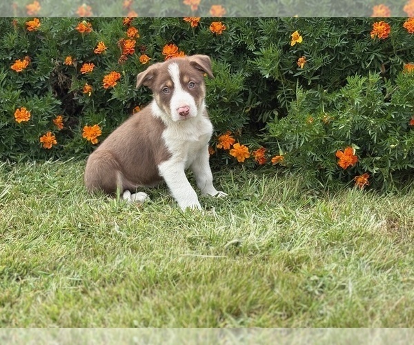 Medium Photo #9 Border Collie Puppy For Sale in AMES, IA, USA