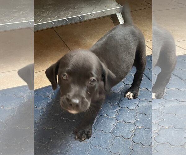 Medium Photo #2 Catahoula Leopard Dog-Unknown Mix Puppy For Sale in Tracy City, TN, USA