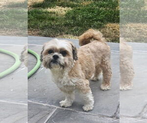 Shih Tzu Dogs for adoption in Rockaway, NJ, USA