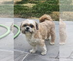 Small Shih Tzu