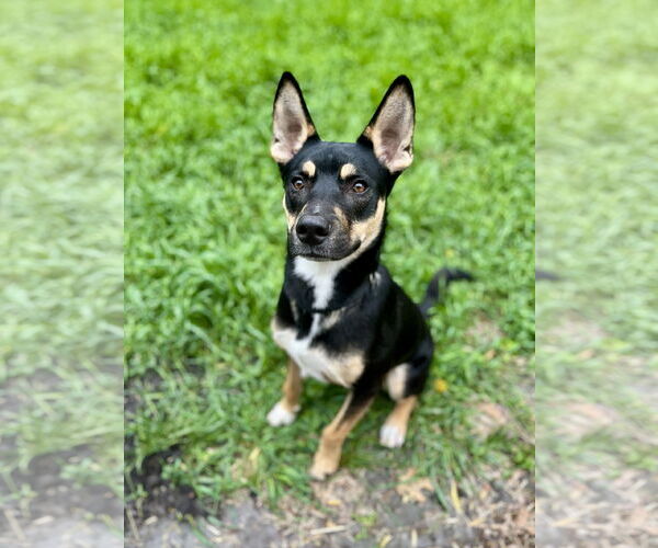 Medium Photo #5 German Shepherd Dog-Huskies  Mix Puppy For Sale in Princeton, MN, USA
