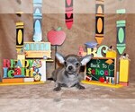 Puppy Zeno Chihuahua