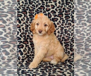 Goldendoodle Puppy for sale in NOTTINGHAM, PA, USA