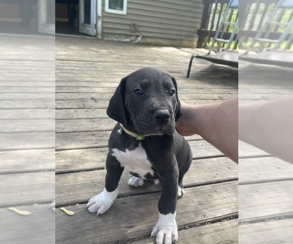 Medium Photo #4 Great Dane Puppy For Sale in LANSING, MI, USA