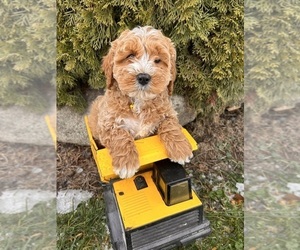 Cockapoo (Miniature) Puppy for sale in MIDDLEBURY, IN, USA