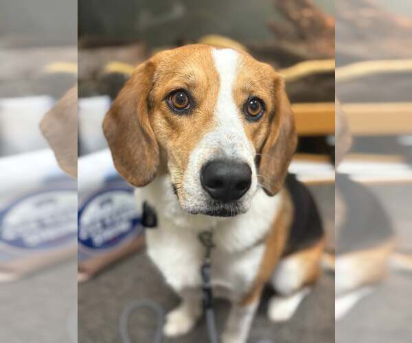 Medium Photo #1 Corgi Basset Puppy For Sale in Belleuve, NE, USA