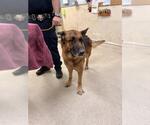 FLINT - Male German Shepherd Dog Dog for Adoption - Small photo