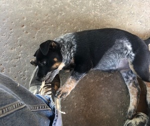 Australian Cattle Dog Puppy for sale in APPLE VALLEY, CA, USA