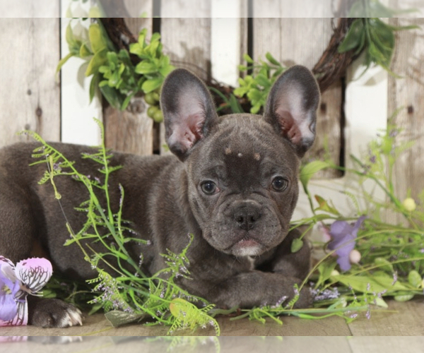 Medium Photo #1 French Bulldog Puppy For Sale in MOUNT VERNON, OH, USA