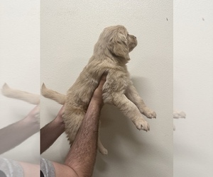 Golden Retriever Puppy for Sale in RIVERSIDE, California USA