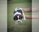Small Photo #7 Brittany Puppy For Sale in FITZGERALD, GA, USA