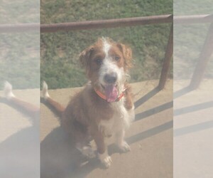 Maverick~adopted! - Male Labrador Retriever-Unknown Mix Dog for Adoption - Photo #3