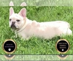 Puppy Felicia AKC French Bulldog