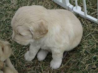 Goldendoodle Puppy for sale in HOYT, KS, USA
