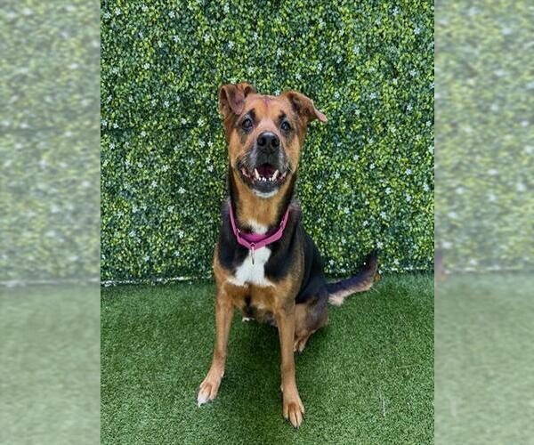 Medium Photo #2 Gerberian Shepsky Puppy For Sale in Naples, FL, USA