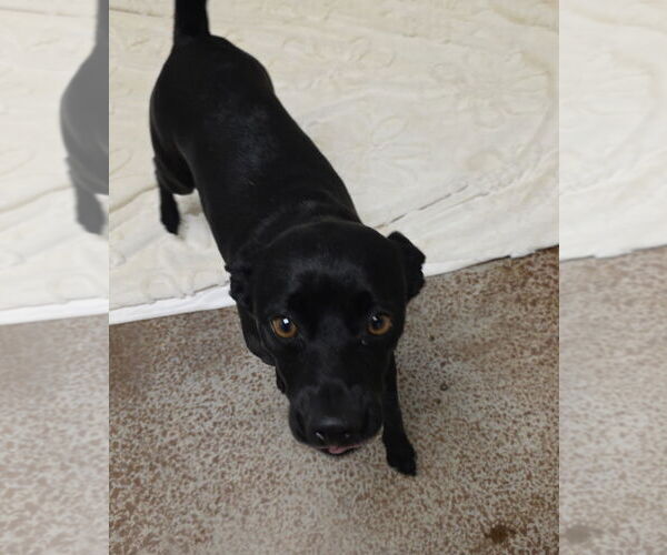 Medium Photo #2 Chihuahua Puppy For Sale in Salinas, CA, USA