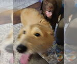 Small #1 Golden Retriever Mix