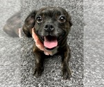Small #1 French Bullhuahua
