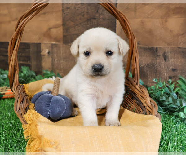 Medium Photo #36 Labrador Retriever Puppy For Sale in SYRACUSE, IN, USA