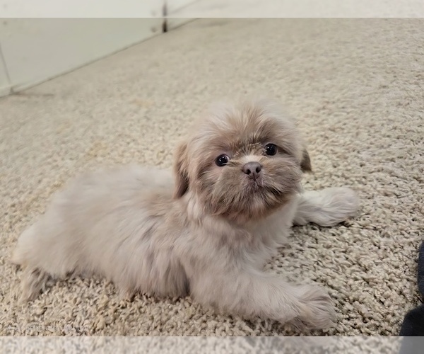 Medium Photo #7 Shih Tzu Puppy For Sale in CARLYLE, IL, USA