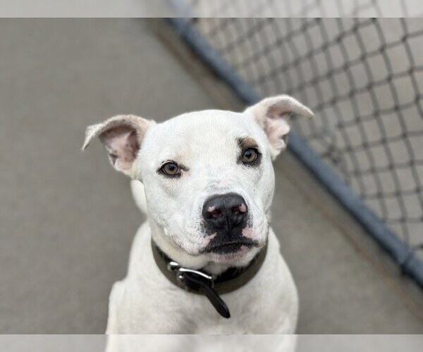 Medium Photo #1 Mutt Puppy For Sale in Tulsa, OK, USA