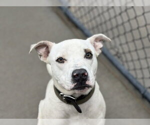 Mutt Dogs for adoption in Tulsa, OK, USA