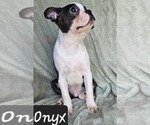 Small Photo #30 Boston Terrier Puppy For Sale in ALBANY, OH, USA