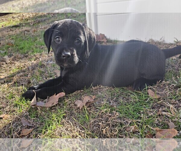 Medium Photo #7 Labrador Retriever Puppy For Sale in GABLE, SC, USA