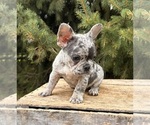 Small #2 French Bulldog