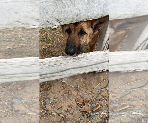 Medium Photo #3 German Shepherd Dog Puppy For Sale in Eustis, FL, USA