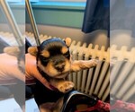 Small Photo #2 Yorkshire Terrier Puppy For Sale in DARLINGTON, MD, USA